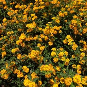 Meet your Posher, Lizi